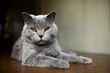 © Helene Cyr Photography/Stocksy - British Shorthair Cat
