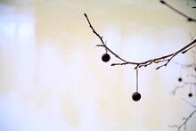 Twigs And Seed Balls Of The Plane Tree, With Neutral And Minimal Background