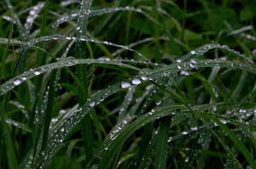 Wall Mural - Green grass with raindrops close - up
Drops of dew on the green grass. Raindrops on green leaves. Water drops in nature
