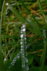 Wall Mural - Green grass with raindrops close - up
Drops of dew on the green grass. Raindrops on green leaves. Water drops in nature
