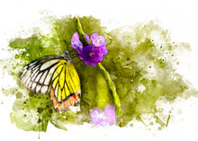 A Beautiful Common Jezebel Butterfly