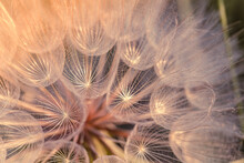 Big Dandelion Seed In Golden Sunlight. Shalow Focus