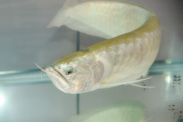 silver dragon / Osteoglossum bicirrhosum silver arowana in aquarium, pet shop, India. Lucky fish, Fengshui, ‘Yu’, Chineese, freshwater bony fish, mosaic pattern, solitary fish, aggression, good luck 