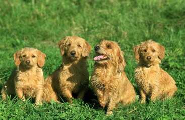 Poster - BRITTABY FAWN BASSET OR BASSET FAUVE DE BRETAGNE, ADULTS SITTING ON GRASS