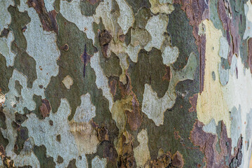 Wall Mural - tree bark texture