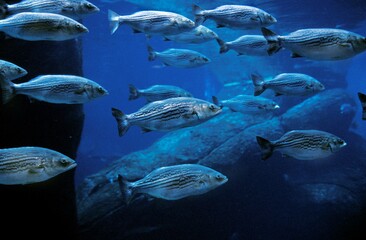 Wall Mural - striped bass morone saxatilis, shoal of fishes