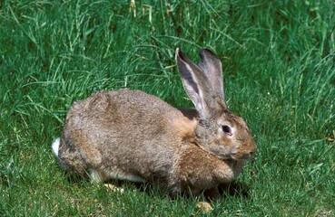 Wall Mural - FLEMISH GIANT RABBIT, BREED FROM FLANDERS IN BELGIUM
