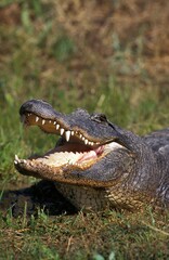 Canvas Print - AMERICAN ALLIGATOR alligator mississipiensis, ADULT WITH OPEN MOUTH REGULATING BODY TEMPERATURE