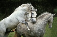 LIPIZZAN HORSE, MARE AND STALLION MATING