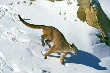 Wall Mural - cougar puma concolor, adult running on snow, montana