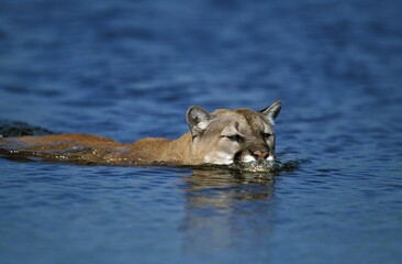 Wall Mural - cougar puma concolor, adult crossing river, montana