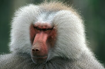hamadryas baboon papio hamadryas, portrait of male