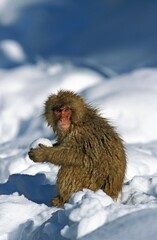 Wall Mural - japanese macaque macaca fuscata, adult playing with snow ball, hokkaido island in japan