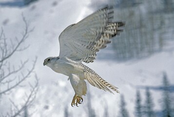 Wall Mural - GYRFALCON falco rusticolus, ADULT IN FLIGHT, CANADA