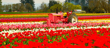 A Pink Tractor In A Field Of Tulips Near Woodburn, Oregon.