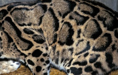 Wall Mural - clouded leopard neofelis nebulosa, close-up of fur