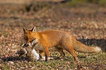 Wall Mural - red fox vulpes vulpes, male with a kill, a rabbit, normandy in france