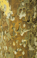 Wall Mural - tree bark texture