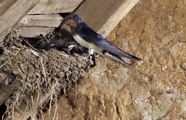 Wall Mural - barn swallow hirundo rustica, adult with insects in its beak for feeding chicks in nest, normandy