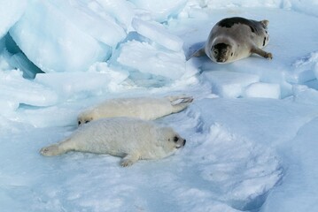 Wall Mural - harp seal pagophilus groenlandicus, female with pup, magdalena island in canada