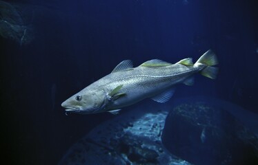 Wall Mural - atlantic cod gadus morhua