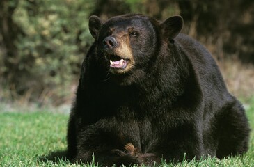 Wall Mural - AMERICAN BLACK BEAR ursus americanus, ADULT WITH OPEN MOUTH, CANADA