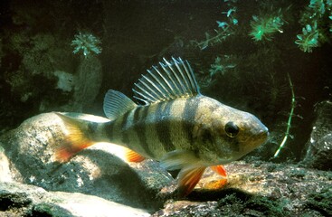 Wall Mural - european perch perca fluviatilis