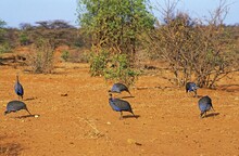 VULTURINE GUINEAFOWL Acryllium Vulturinum, KENYA