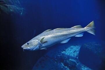 Wall Mural - atlantic cod gadus morhua