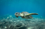 Fototapeta  - Green Sea turtle swimming over reef in Hawaii