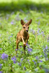 Wall Mural - roe deer capreolus capreolus, fawn with flowers, normandy