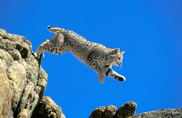 Wall Mural - bobcat lynx rufus, adult leaping from rock, canada