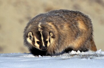 Wall Mural - american badger taxidea taxus, adult standing on snow, canada