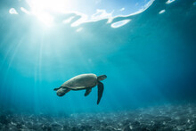 Green Sea Turtle Swimming Over Reef In Hawaii