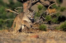 COUGAR Puma Concolor, ADULT RUNNING, MONTANA