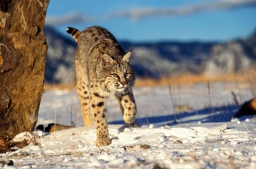 Wall Mural - BOBCAT lynx rufus, ADULT STANDING ON SNOW, CANADA