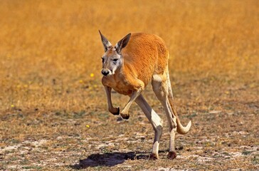 Wall Mural - RED KANGAROO macropus rufus, ADULT STANDING ON HIND LEGS, AUSTRALIA