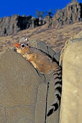 Wall Mural - ringtail or ring-tailed cat bassariscus astutus, adult standing on rocks, montana