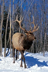 Wall Mural - rocky mountain elk or rocky mountain wapiti cervus canadensis nelsoni, male standing on snow, yellow