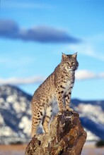 BOBCAT Lynx Rufus, ADULT STANDING ON ROCK, LOOKING AROUND, CANADA