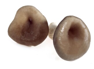 OYSTER MURSHROOM pleurotus sp AGAINST WHITE BACKGROUND