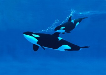 Wall Mural - killer whale, orcinus orca, mother with calf