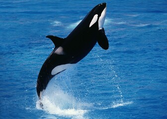 Wall Mural - killer whale, orcinus orca, adult breaching