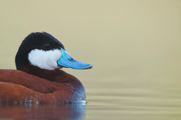 portrait of a male ruddy duck sporting his brightly colored courtship plumage - composition includes