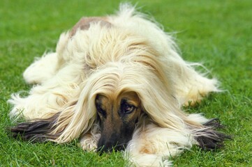 Wall Mural - Afghan Hound, Adult Dog Laying Down on Grass