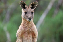Kangaroo Portrait - Eastern Grey Kangaroo - Anglesea Golf Course, Victoria, Australia