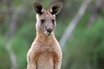 kangaroo portrait - eastern grey kangaroo - anglesea golf course, victoria, australia
