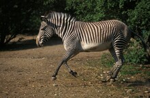 Grevy's Zebra, Equus Grevyi, Adult