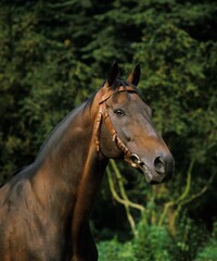 Naklejka na meble English Thoroughbred Horse, Portrait of Adult