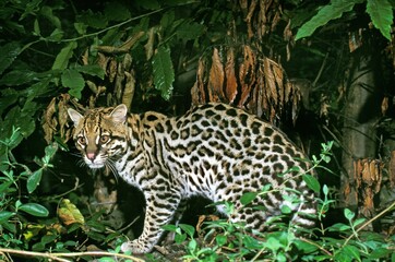 Sticker - Ocelot, leopardus pardalis, Adult